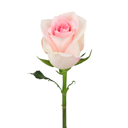 Роза "Фрутетто", Кения