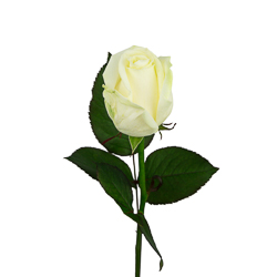 Роза "Кенийская Белая"