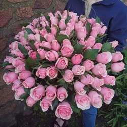 Акция, 101 роза "Кенийский Фламинго", Кения 60см