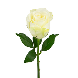 Роза "Атена", Кения