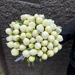 Акция, 51 белый пион