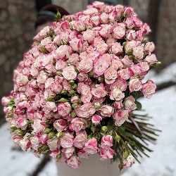 Букет из 101 кустовой розы "Рефлекс"