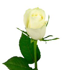 Роза белая Атена, Эквадор