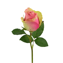 Роза "Бэлла", Кения