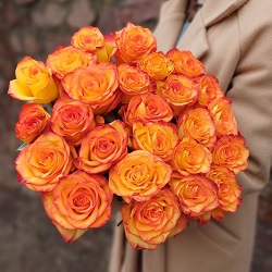 Акция, 25 роз "Хай Мэйджик" (Эквадор) 60см