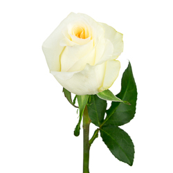 Роза "Кандл Лайт", Эквадор