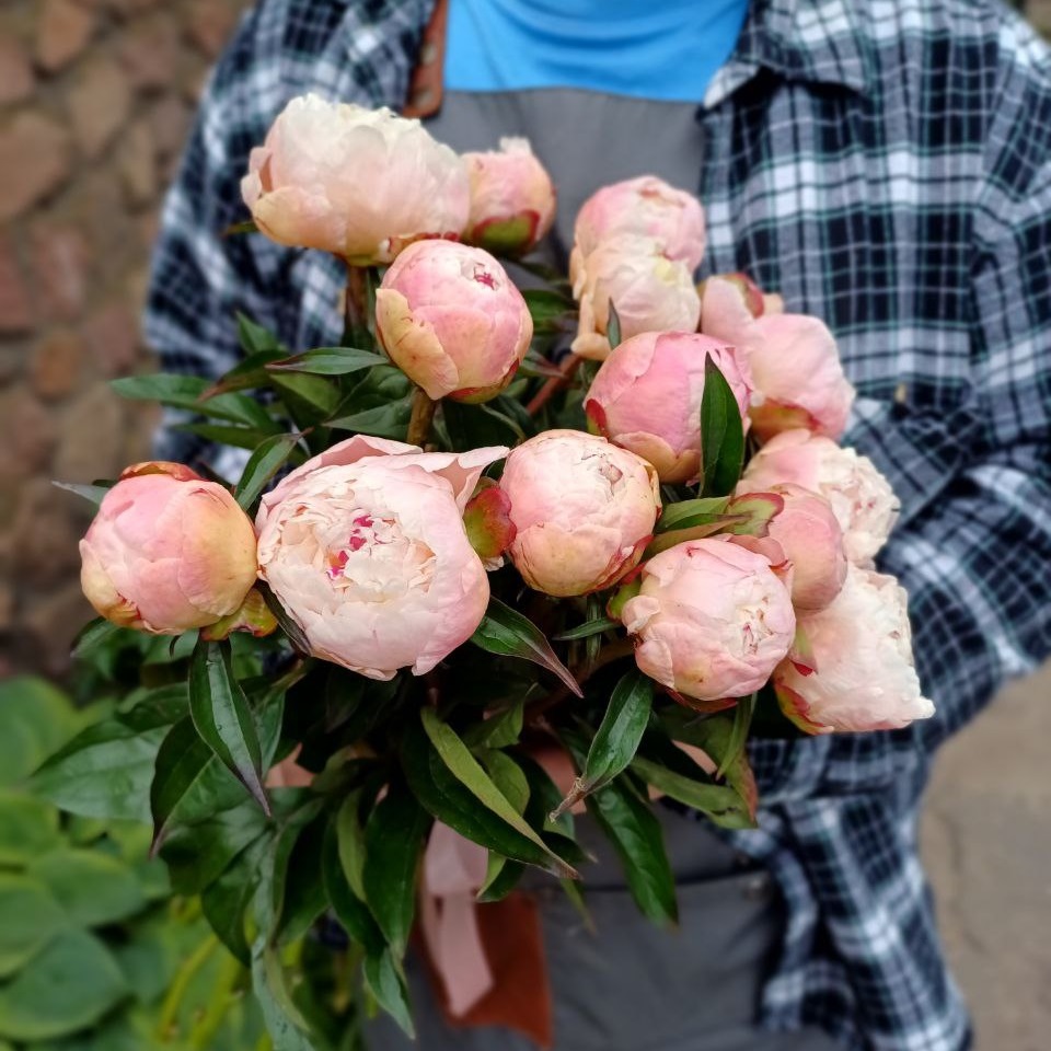 Акция, 15 розовых пионов