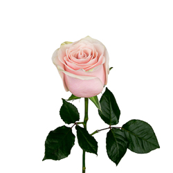 Роза  "Пинк Мондиаль", Эквадор