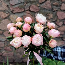 Акция, 15 розовых пионов