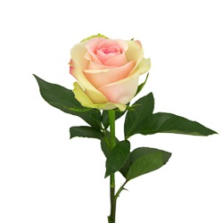 Роза "Фрутетто", Эквадор