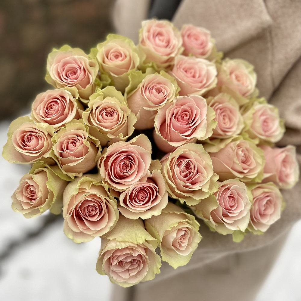 Акция, 25 роз "Фрутетто" (Эквадор) 60см