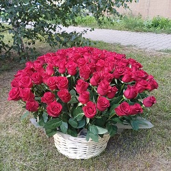 101 роза "Родос" в корзине