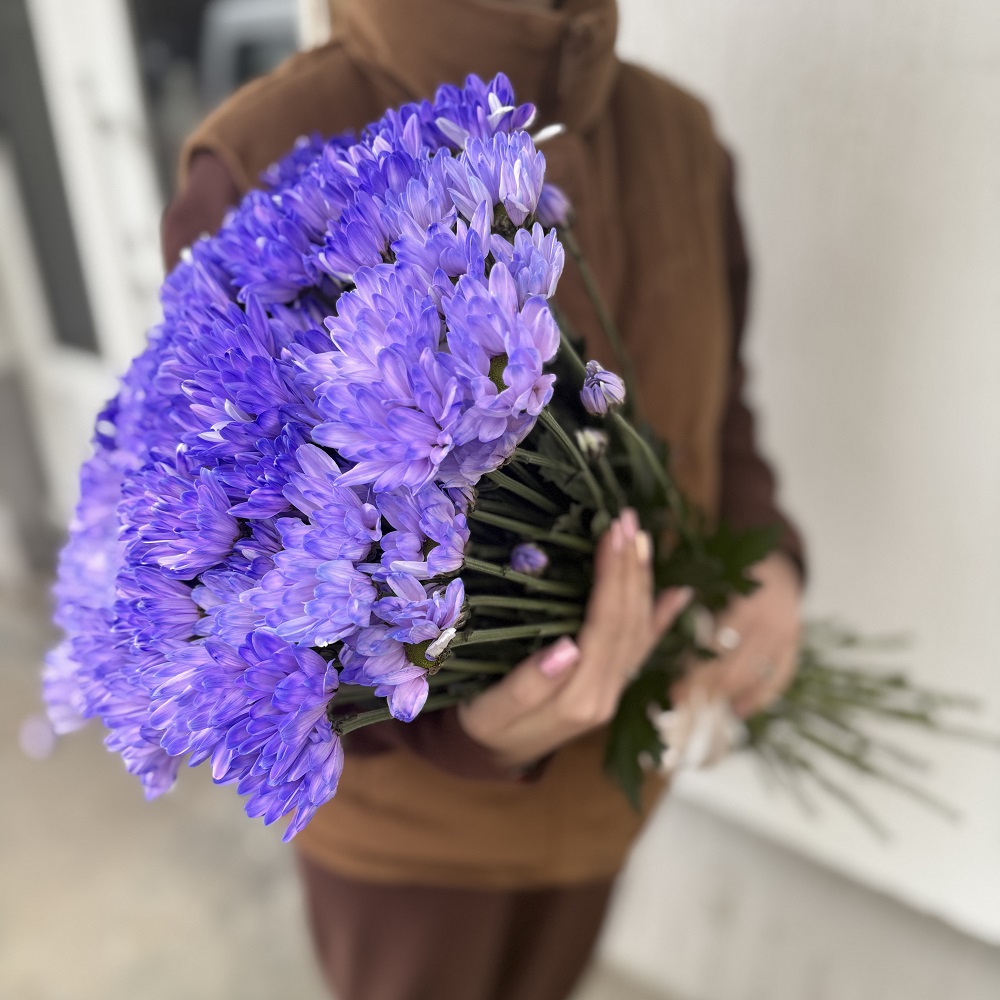 Акция, 15 голубых хризантем