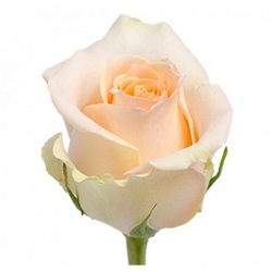 Роза "Тиффани", Эквадор Роза "Тиффани", Эквадор