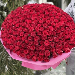 Букет из 303 премиум роз (Импорт)