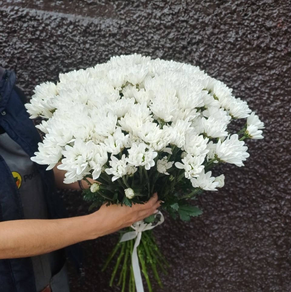 Акция, 25 хризантем "Бакарди"