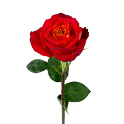 Роза красная "Нина", Эквадор Роза красная "Нина", Эквадор