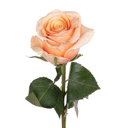 Роза "Феникс", Эквадор Роза "Феникс", Эквадор