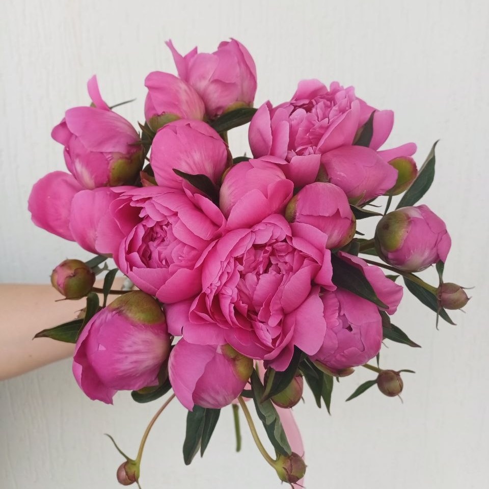 Акция, 15 малиновых пионов