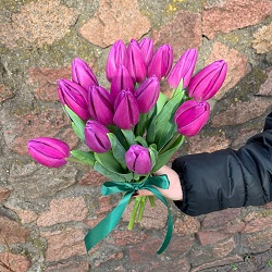 15 фиолетовых тюльпанов