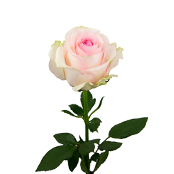 Роза "Мандала", Эквадор