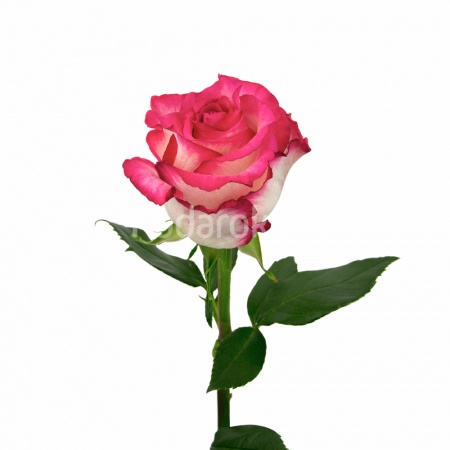 Роза "Джумилия", Кения