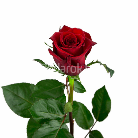 Роза  "Эксплорер", 90см  Эквадор