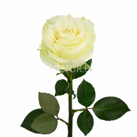 Роза белая "Мондиаль", Эквадор