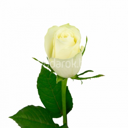 Роза "Атена", Кения