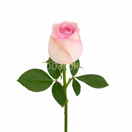 Роза "Розовая", Кения Роза "Розовая", Кения