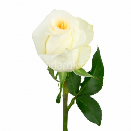 Роза "Кандл Лайт", Эквадор