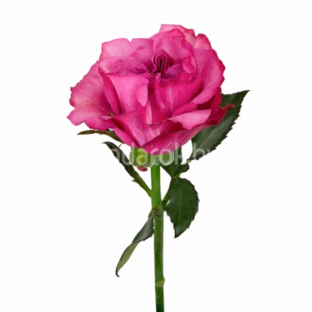 Роза "Кантри Блюз", Эквадор