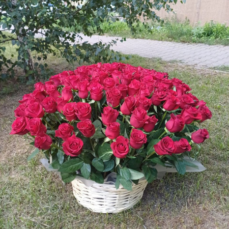 101 роза "Родос" в корзине
