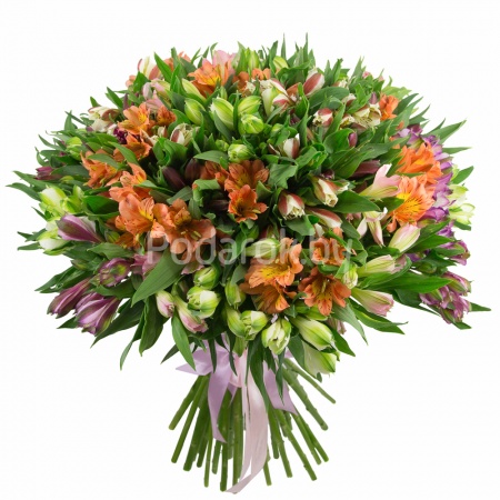 Букет из 51 альстромерии, Эквадор