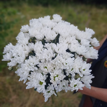 Акция, 15 хризантем "Бакарди"