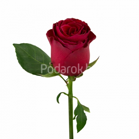 Роза красная "Родос", Кения