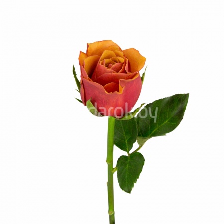 Роза "Эспана", Кения Роза "Эспана", Кения