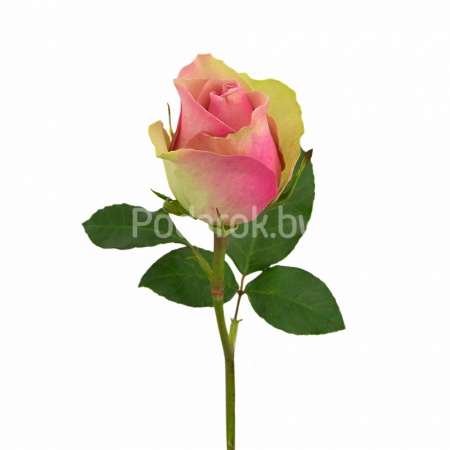 Роза "Бэлла", Кения Роза "Бэлла", Кения