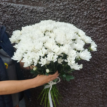 Акция, 25 хризантем "Бакарди"