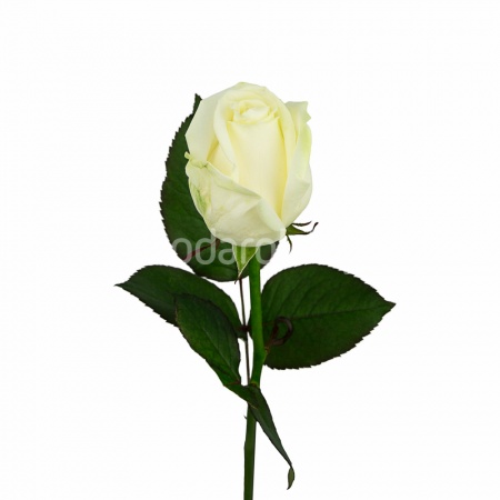 Роза "Кенийская Белая"