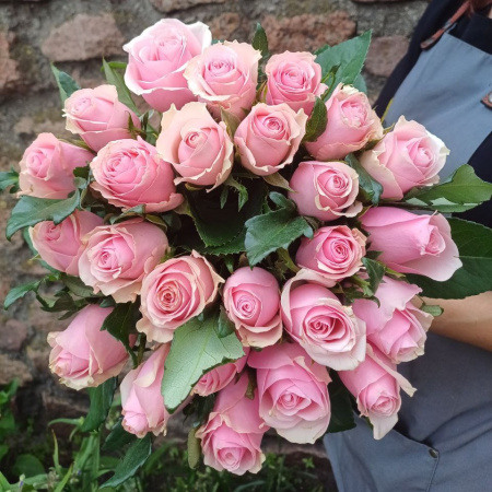 Акция, 25 роз "Кенийский Фламинго" 40см