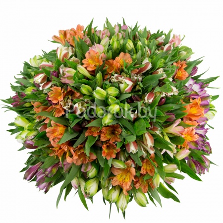 Букет из 51 альстромерии, Эквадор